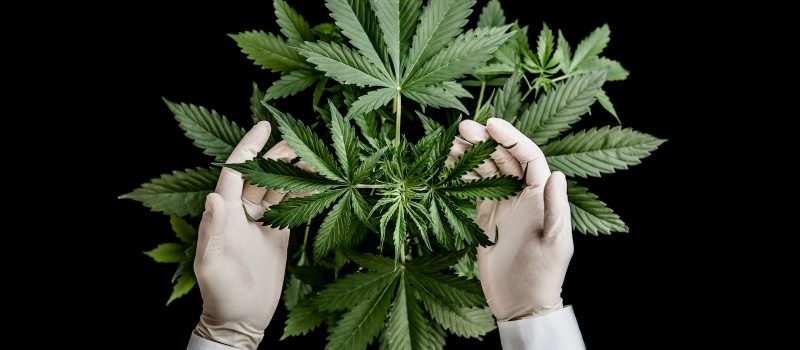 Indica Effects